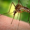 Phòng tránh bệnh Zika là việc làm cấp bách hiện nay đối với các nước Đông Nam Á