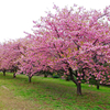 ☆佐倉城址公園の河津桜☆