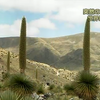 プヤ・ライモンディ　世界最大の高山植物