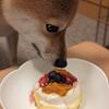 柴ちゃん4歳のお誕生日♪犬用パンケーキの作り方 毎日ご飯 今日の柴ちゃん323