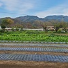 晩生＆赤玉ねぎ苗植え