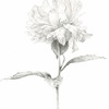 芍薬のペン画