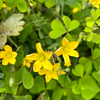 5月20日　月　小満