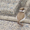 鳥撮影の醍醐味？粘って撮ったコチドリの巻