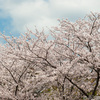 桜の画像はまだまだ続きます