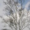 大雪山系の植物たちは……