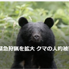 【クマイシス？！＝頻発するクマ被害……2024/12/21ー24　市街地での緊急狩猟を拡大　クマの人的被害多発受け法改正案】＃607
