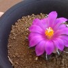 姫牡丹　黒牡丹　花火のように