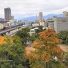 阪神西宮 | 西宮市役所東館7階からも必見！「海清寺」の大クスが放つ癒しパワー！