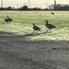 衝撃の新年の走り初め