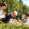 【体験情報】茶畑ハイキング&茶摘み体験ツアー　～煎茶・抹茶飲み比べ体験付き・英語OK～