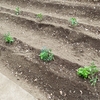 New菜園にナス科の苗を植える！野菜栽培2026 season1