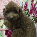マイル修行研究