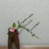 今日のお花：太郎冠者椿、雪柳