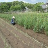 農園日誌Ⅲーむかし野菜の四季