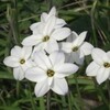 韮（にら）の花
