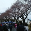 Cherry Blossom Festival ＺＡＭＡCAMP.