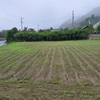 茄子🍆とトマト🍅の手入れ