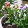 ビオラのミルフルの花びらはふわふわ。