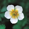 今日の誕生花「チングルマ」夏山の可愛い白い高山植物の花！