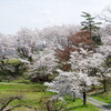 長瀞の桜