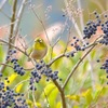 冬の松山総合公園にて、野鳥散策を