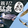 1218【カルガモ親子！？に猛禽類2種】捕食カワセミ&カワウ。ハイタカやチョウゲンボウ、千鳥にカルガモ交尾鳩求愛給餌、オカヨシガモにカワラヒワ鳴き声【 #今日撮り野鳥動画まとめ 】 #身近な生き物語