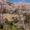 信州　長野県上田市　上田城跡の桜と北櫓２