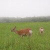 雨！五湖とフレペ