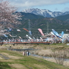 【垂井町】相川鯉のぼり一斉遊泳2025。