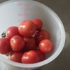 私の育てているミニトマト『あまぷる』は実が小さい