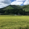 収穫の秋 – お米 / Autumn Harvest – Rice