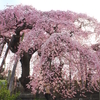 しみじみ愛でる、福島県の「神社仏閣の桜」＜中通り・県北編＞14選