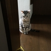 猫に見張られる