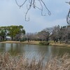 乙戸沼公園の桜（土浦市）～つくば市とその周辺の風景写真案内（１２５８）