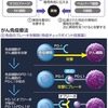 がんの免疫療法