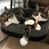 猫達･･･