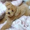 トリミングデーと新しいお散歩帽子