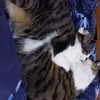 ８月のお猫様現状報告