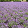富良野は今ラベンダーが満開！！