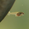 ベタの繁殖（2020/10/03、4）稚魚期　最初の水替え　Beta splendens breeding.Juvenile fish