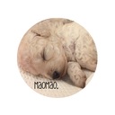 dog_breeder_maomao’s blog