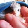 袖にもぐり虫