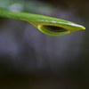 雨のしずく