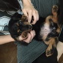犬と共に生きる日々