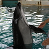 のとじま水族館の食事する＆触れ合える海獣たちが可愛すぎる