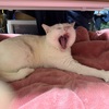 シャクナゲが綺麗な季節です。