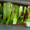 博多蕾菜料理