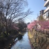 河津桜見頃です！