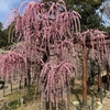 御朱印集め　結城神社（梅苑）：三重